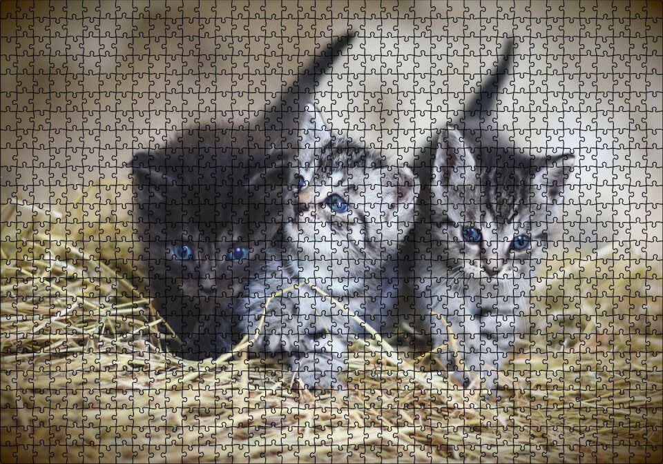 Samanlar Arasında Mavi Gözlü Üç Yavru Kedi Puzzle Yapboz MDF Ahşap 1000 Parça 49 cm X 68 cm