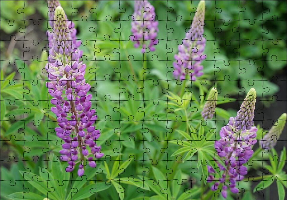 Acı Bakla Çiçeği ve Yaprakları Puzzle Yapboz MDF Ahşap 120 Parça 24 cm X 34 cm