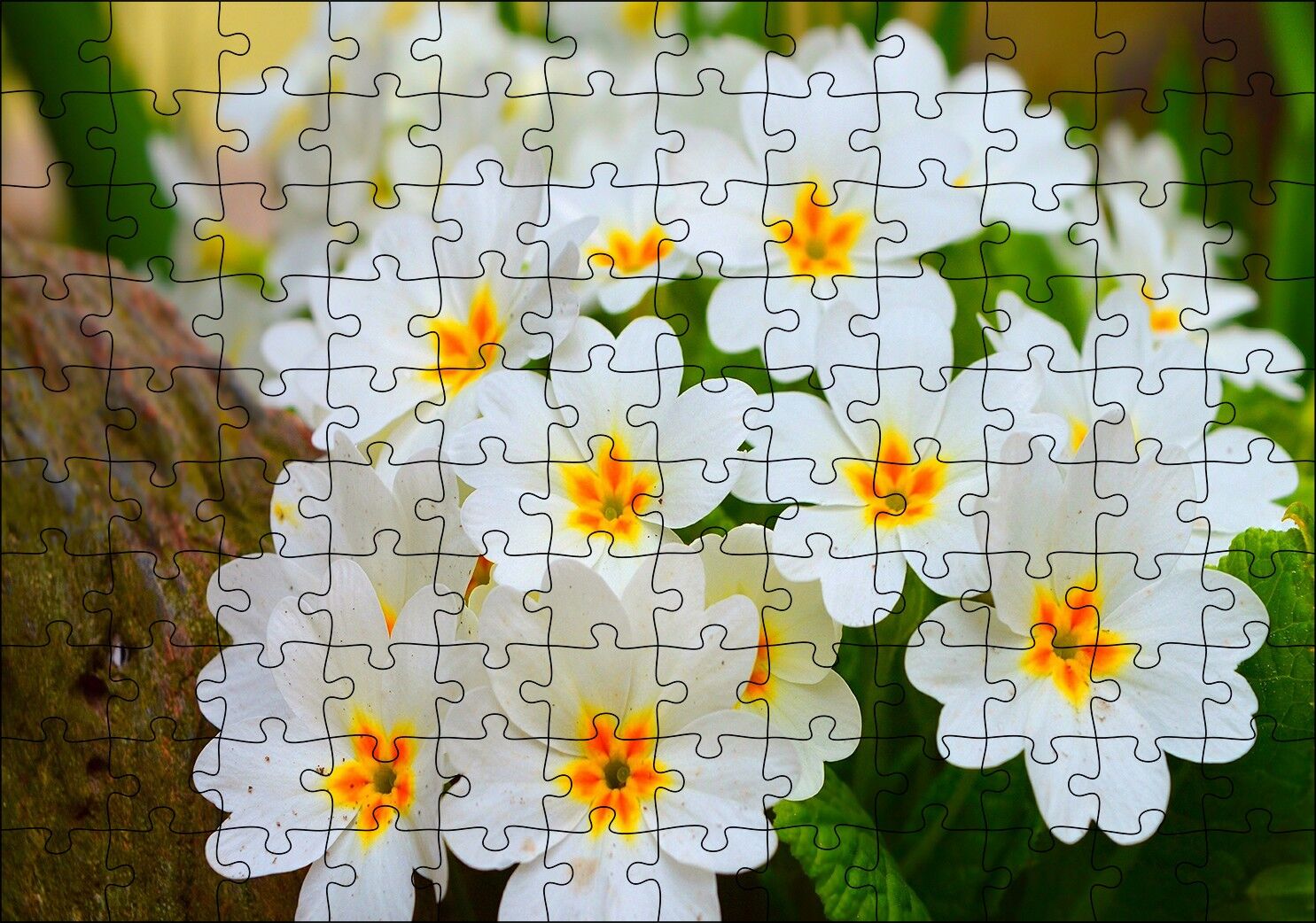 Bayaz Çuha Çiçeği Görseli Puzzle Yapboz MDF Ahşap 120 Parça 24 cm X 34 cm