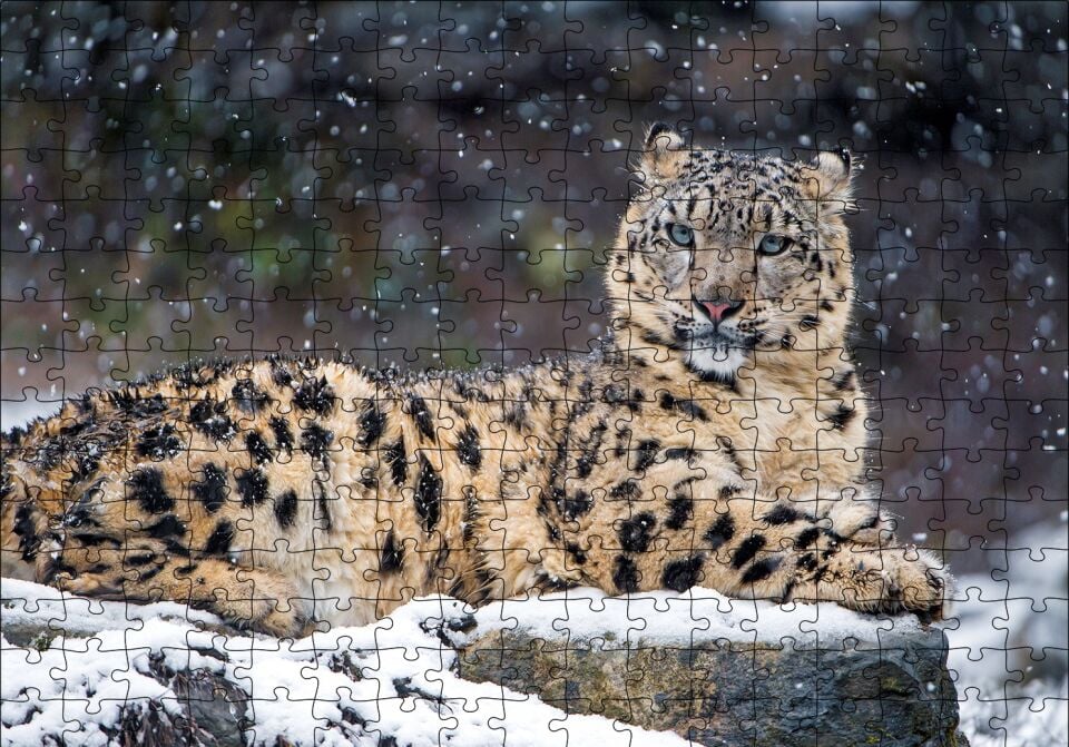 Dişi Kar Leoparı Kayalıkta Puzzle Yapboz MDF Ahşap 255 Parça 34 cm X 49 cm