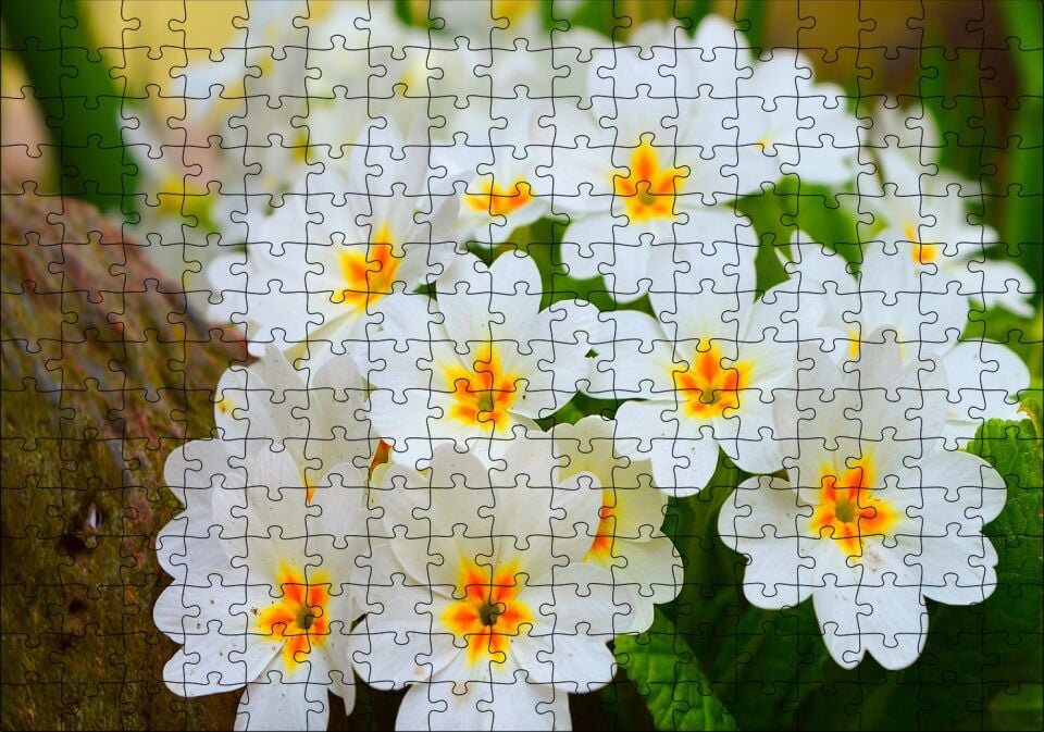 Bayaz Çuha Çiçeği Görseli Puzzle Yapboz MDF Ahşap 255 Parça 34 cm X 49 cm