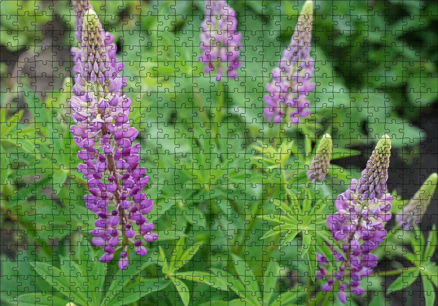 Acı Bakla Çiçeği ve Yaprakları Puzzle Yapboz MDF Ahşap 500 Parça 49 cm X 68 cm