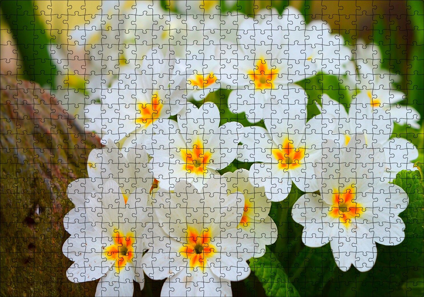 Bayaz Çuha Çiçeği Görseli Puzzle Yapboz MDF Ahşap 500 Parça 49 cm X 68 cm