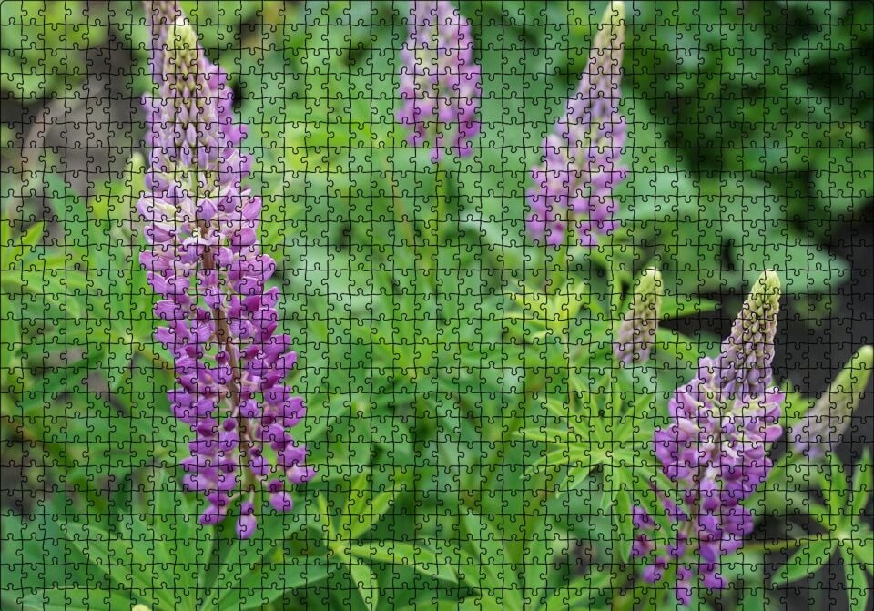 Acı Bakla Çiçeği ve Yaprakları Puzzle Yapboz MDF Ahşap 1000 Parça 49 cm X 68 cm