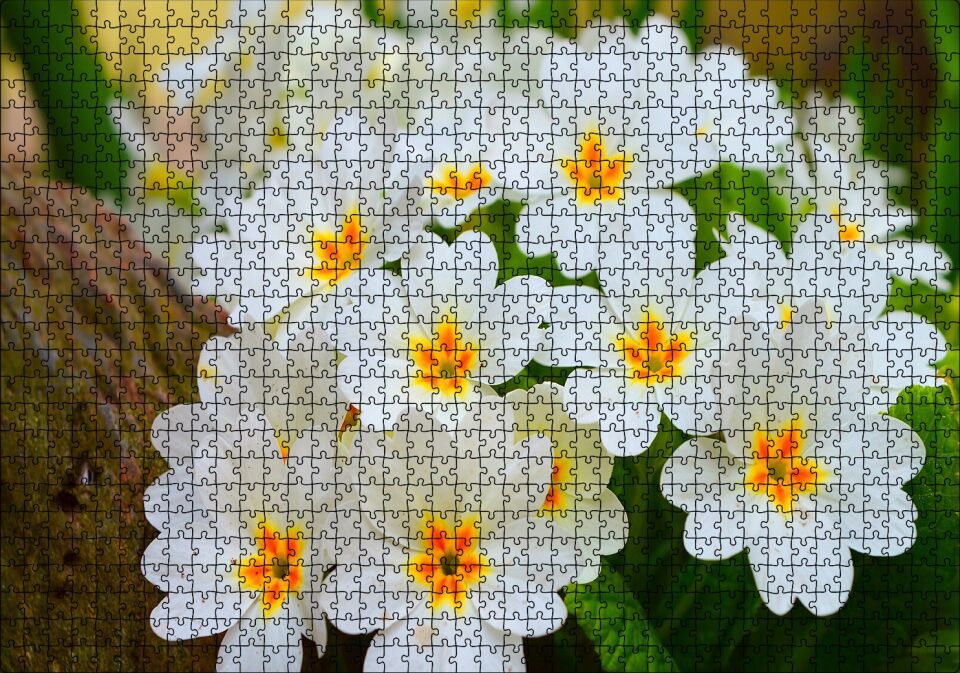 Bayaz Çuha Çiçeği Görseli Puzzle Yapboz MDF Ahşap 1000 Parça 49 cm X 68 cm