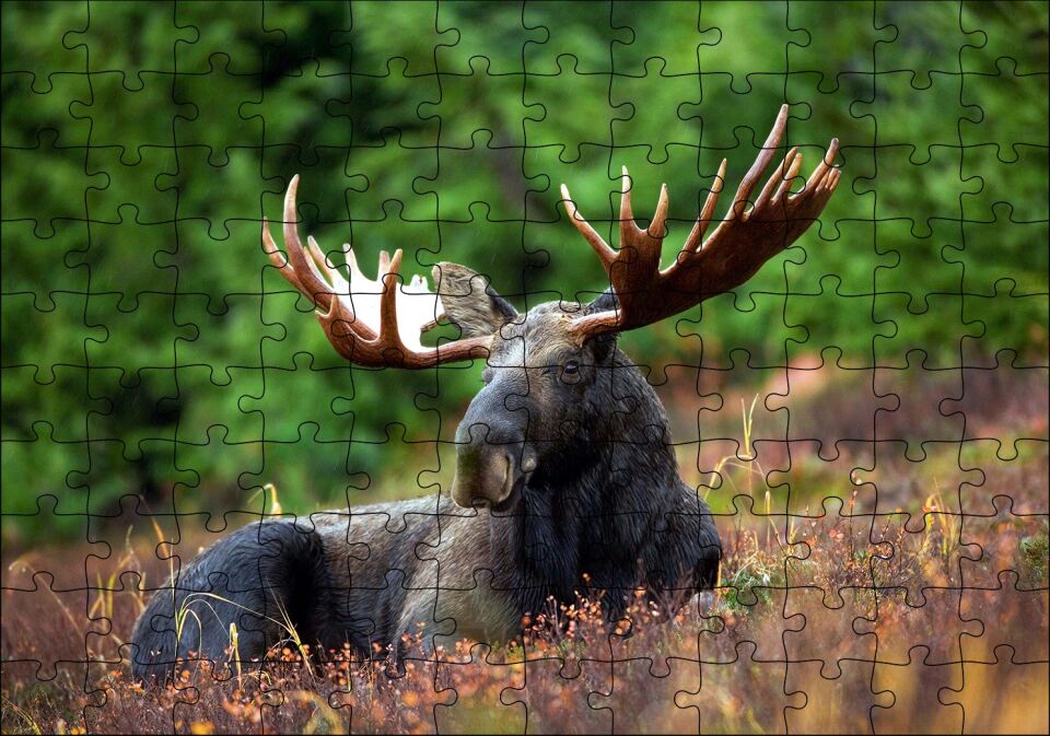 Çayırda Dinlenen Sığın (Mus) Puzzle Yapboz MDF Ahşap 120 Parça 24 cm X 34 cm