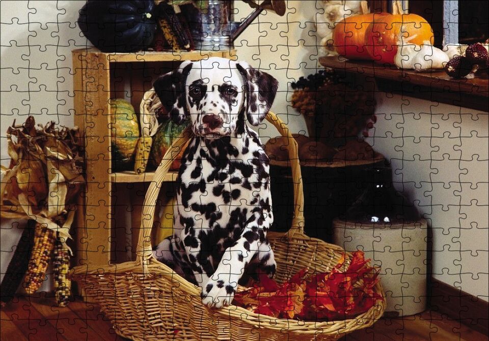 Sepetteki Dalmaçyalı Puzzle Yapboz MDF Ahşap 255 Parça 34 cm X 49 cm
