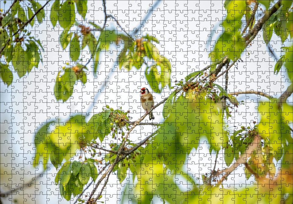 Ağacın Dalları Arasındaki Kırmızı Yüzlü Kuş Puzzle Yapboz MDF Ahşap 500 Parça 49 cm X 68 cm