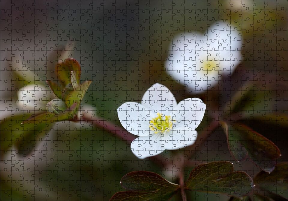 Beyaz Kırmızı Şarap Üzüm Şarap Küpü Görseli Puzzle Yapboz MDF Ahşap 500 Parça 49 cm X 68 cm