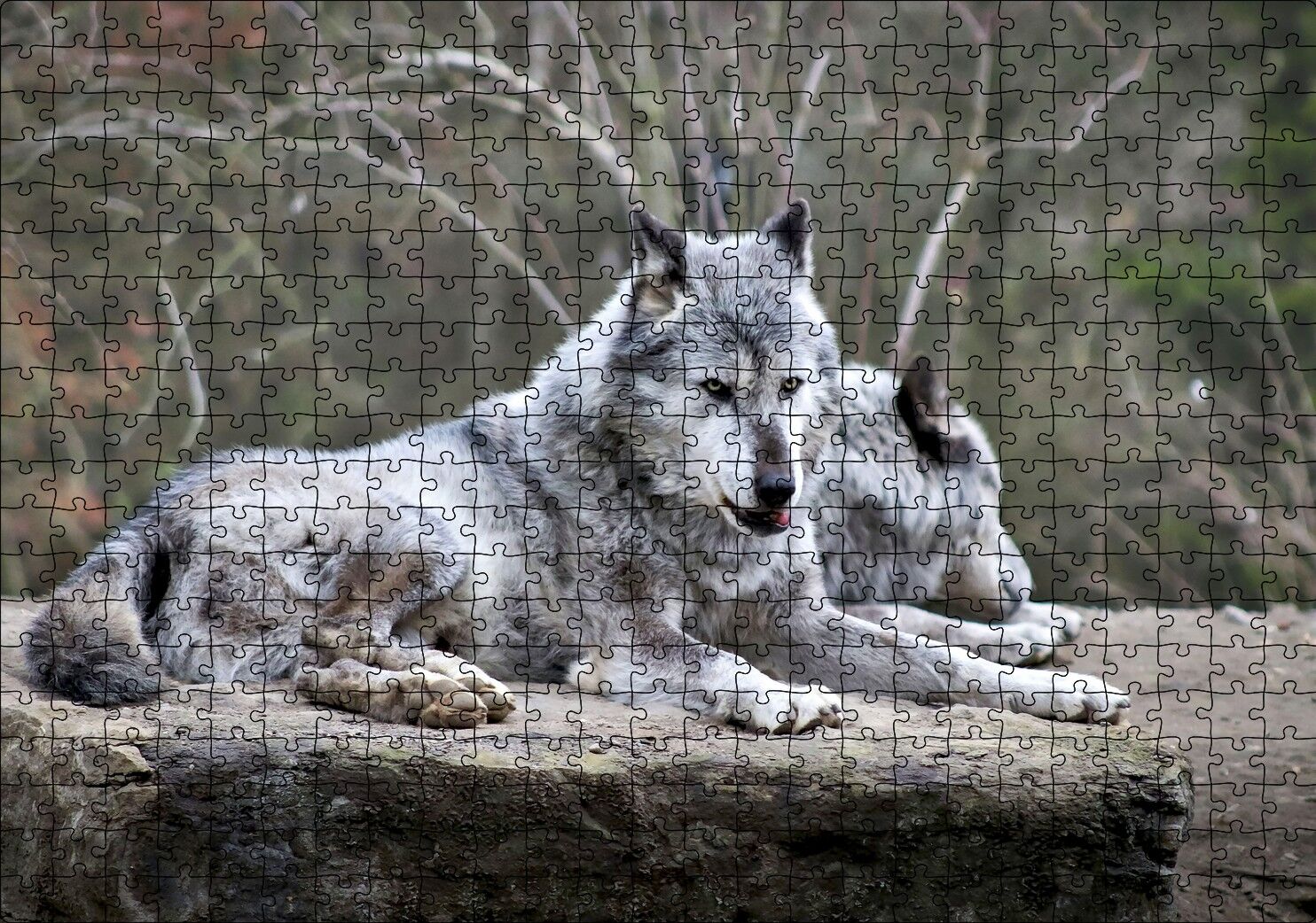 Kayalık Üzerinde Dinlenen Gri Kurt Çifti Puzzle Yapboz MDF Ahşap 500 Parça 49 cm X 68 cm