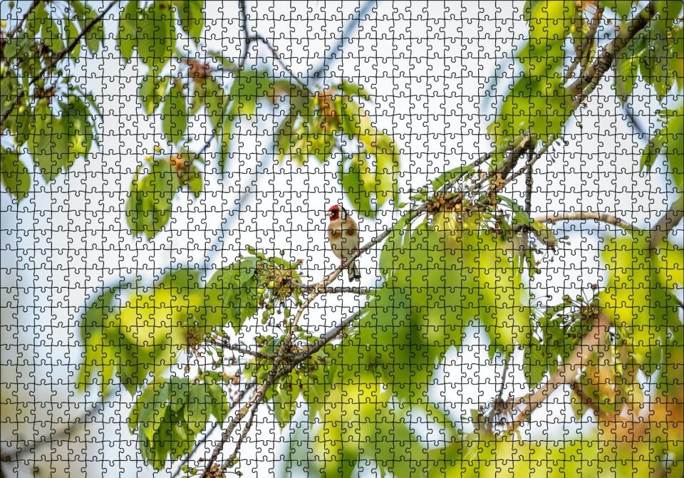 Ağacın Dalları Arasındaki Kırmızı Yüzlü Kuş Puzzle Yapboz MDF Ahşap 1000 Parça 49 cm X 68 cm