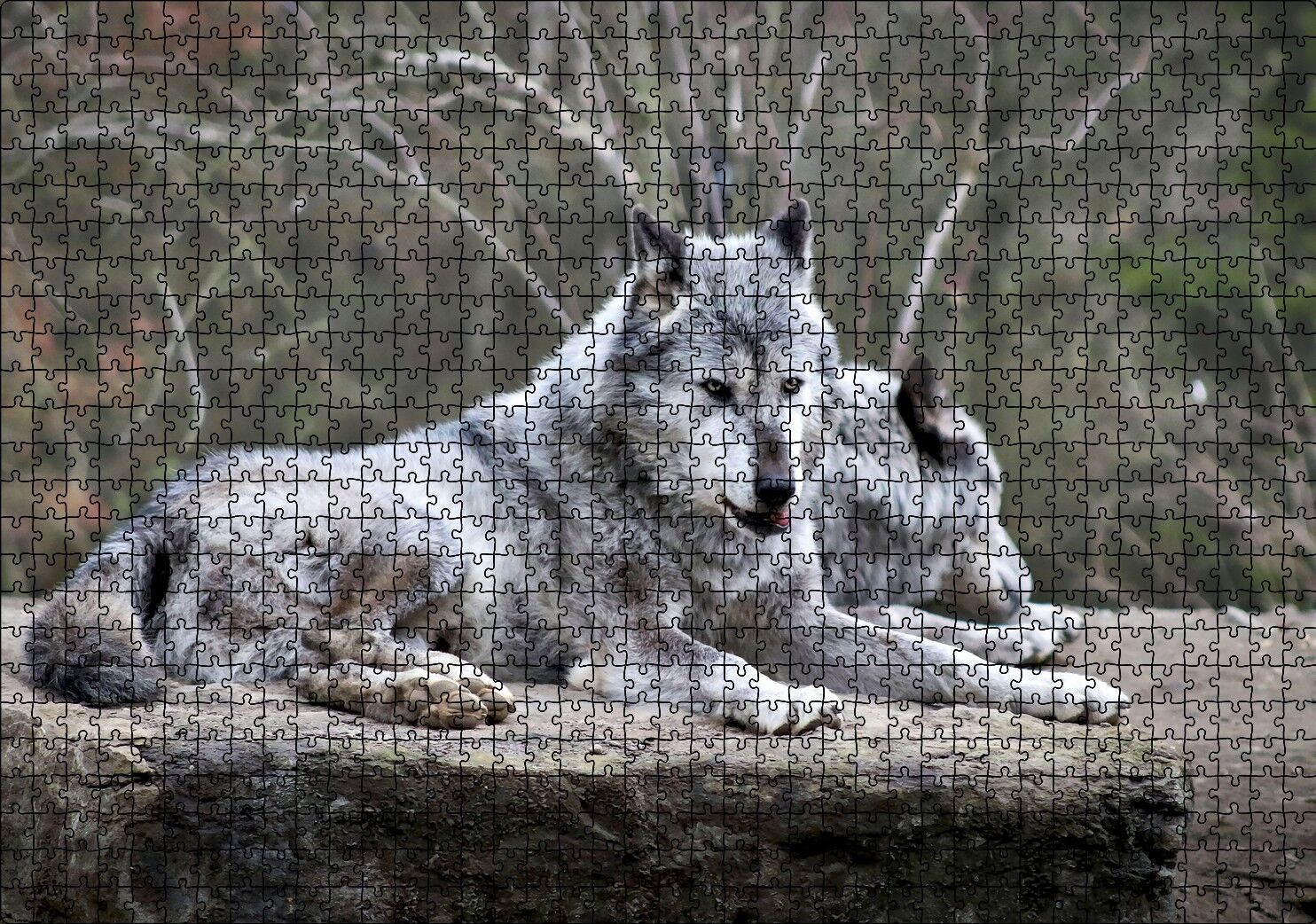 Kayalık Üzerinde Dinlenen Gri Kurt Çifti Puzzle Yapboz MDF Ahşap 1000 Parça 49 cm X 68 cm