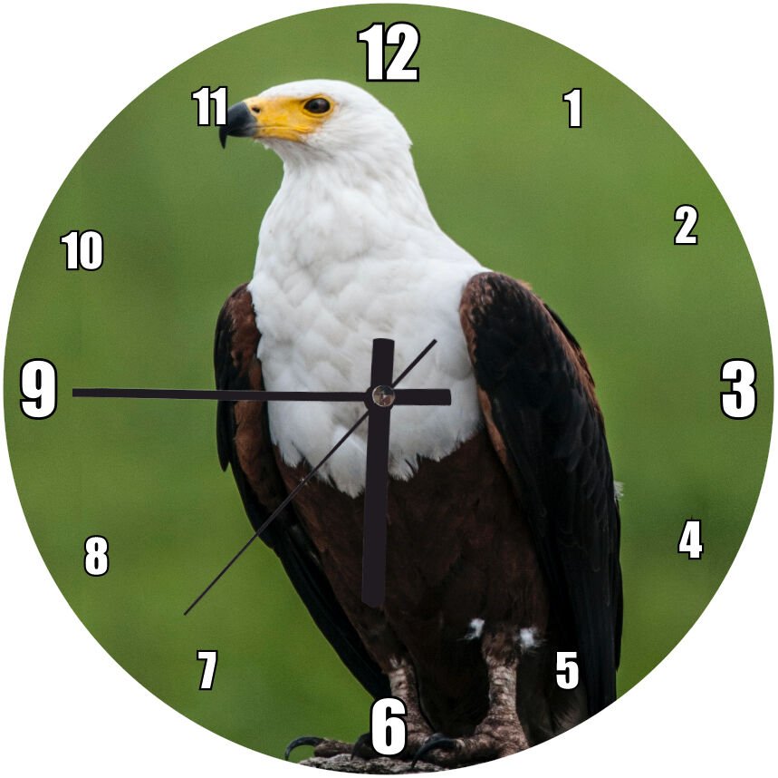 Kaya Üzerindeki Kartal Yeşil Arkaplan Mdf Ahşap Duvar Saati