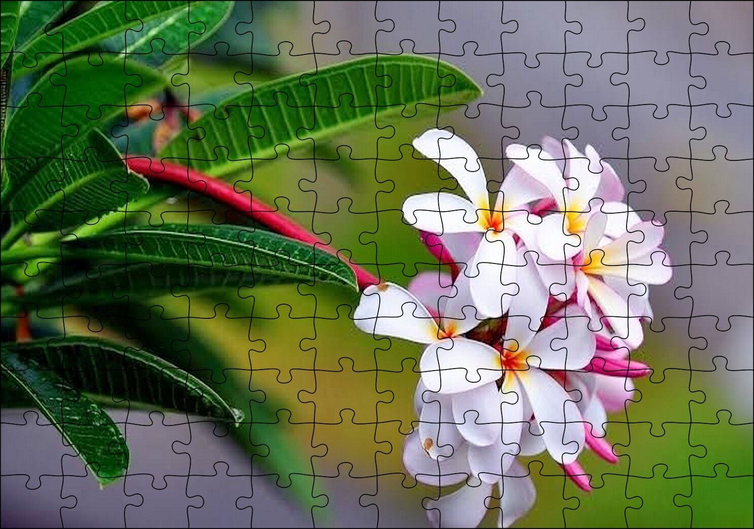 Beyaz Sarı Plumeria Çiçeği Görseli Puzzle Yapboz MDF Ahşap 120 Parça 24 cm X 34 cm