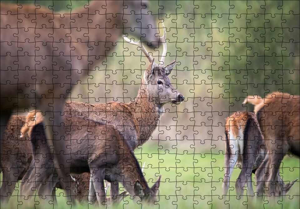 Çayırda Otlayan Geyikler Puzzle Yapboz MDF Ahşap 255 Parça 34 cm X 49 cm