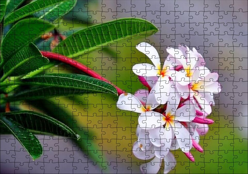 Beyaz Sarı Plumeria Çiçeği Görseli Puzzle Yapboz MDF Ahşap 255 Parça 34 cm X 49 cm