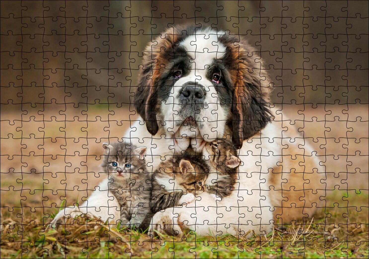 Çayırda Sen Bernard ve Kucağında Yavru Kediler Puzzle Yapboz MDF Ahşap 255 Parça 34 cm X 49 cm