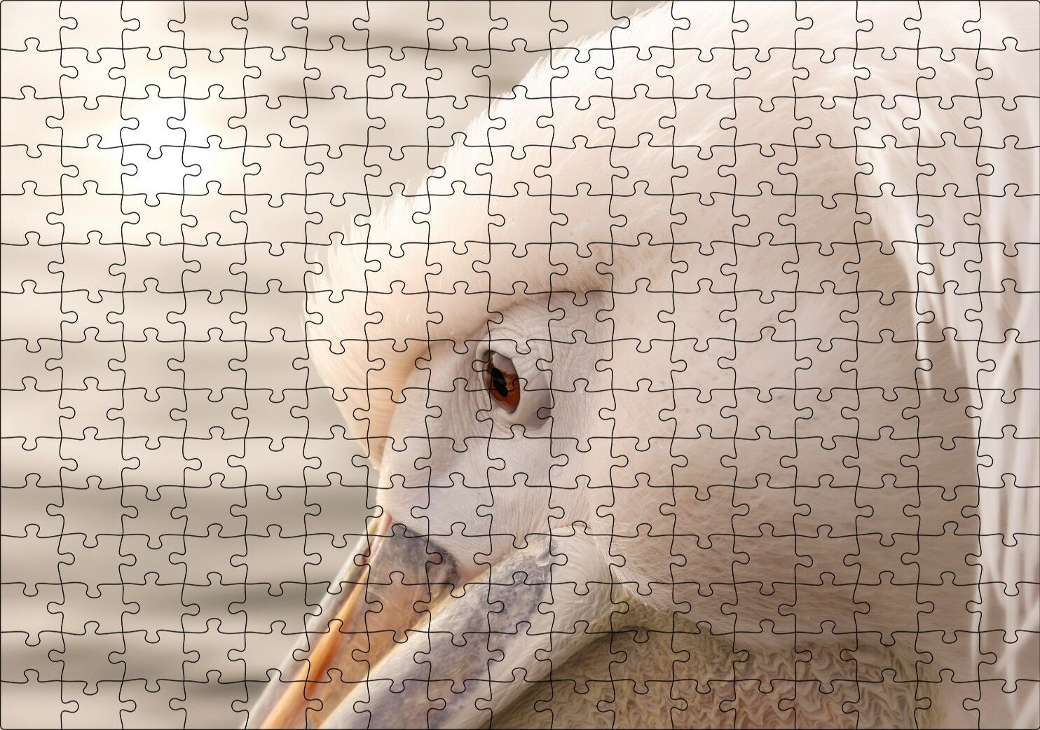 Pelikan Yakın Çekim Flu Arka Plan Puzzle Yapboz MDF Ahşap 255 Parça 34 cm X 49 cm