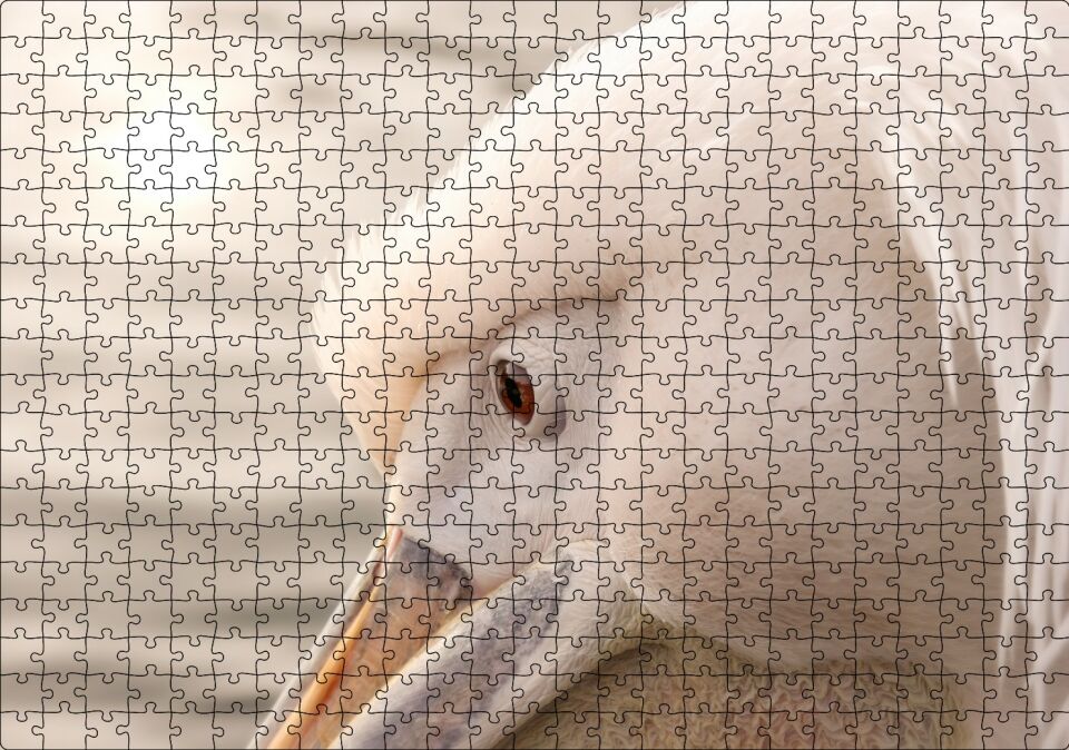 Pelikan Yakın Çekim Flu Arka Plan Puzzle Yapboz MDF Ahşap 500 Parça 49 cm X 68 cm