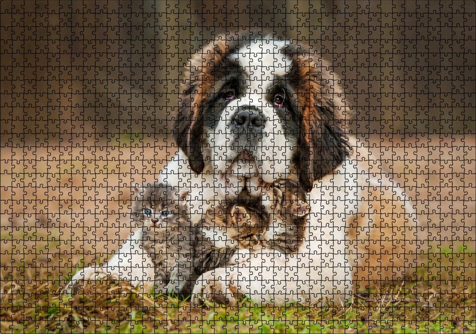 Çayırda Sen Bernard ve Kucağında Yavru Kediler Puzzle Yapboz MDF Ahşap 1000 Parça 49 cm X 68 cm