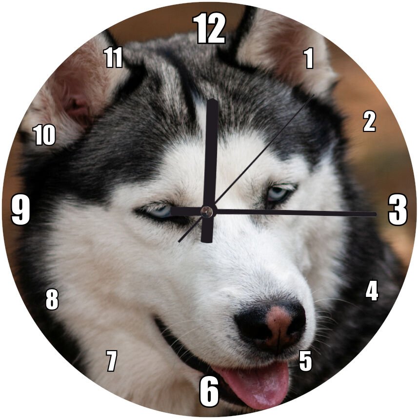 Sevimli Sibirya Kurdu Mdf Ahşap Duvar Saati