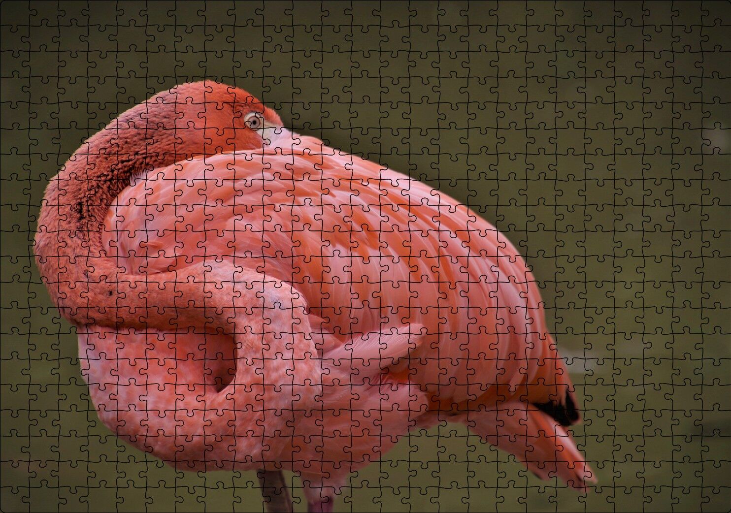 Kendine Sarınarak Dinlenen Flamingo Puzzle Yapboz MDF Ahşap 500 Parça 49 cm X 68 cm