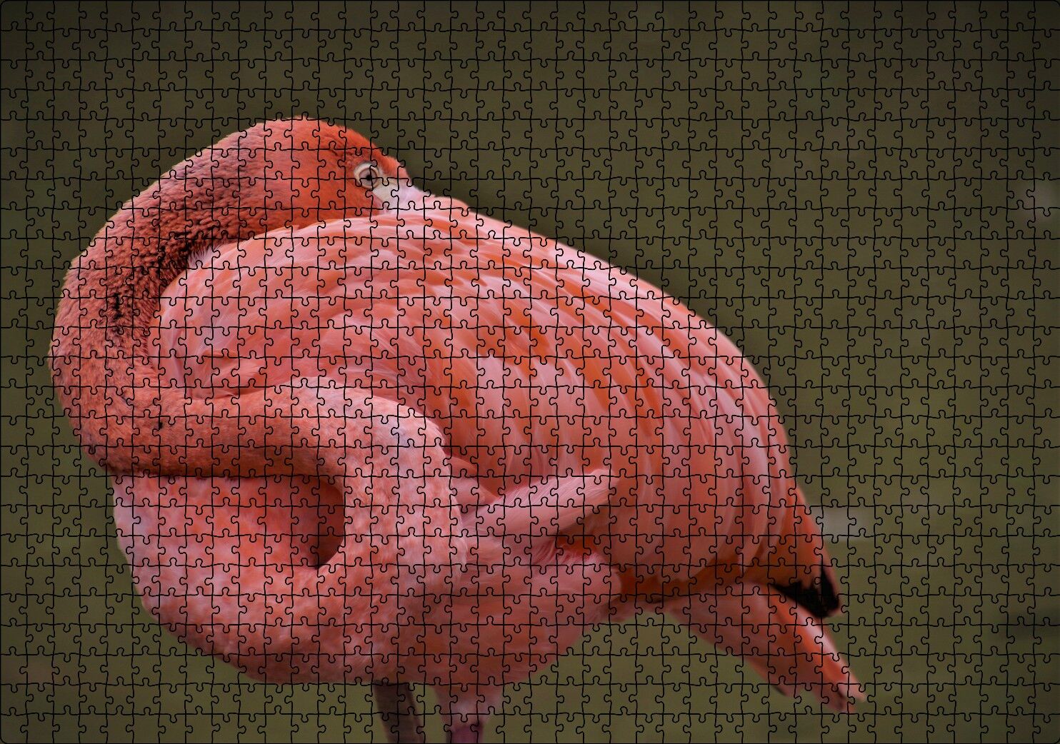 Kendine Sarınarak Dinlenen Flamingo Puzzle Yapboz MDF Ahşap 1000 Parça 49 cm X 68 cm