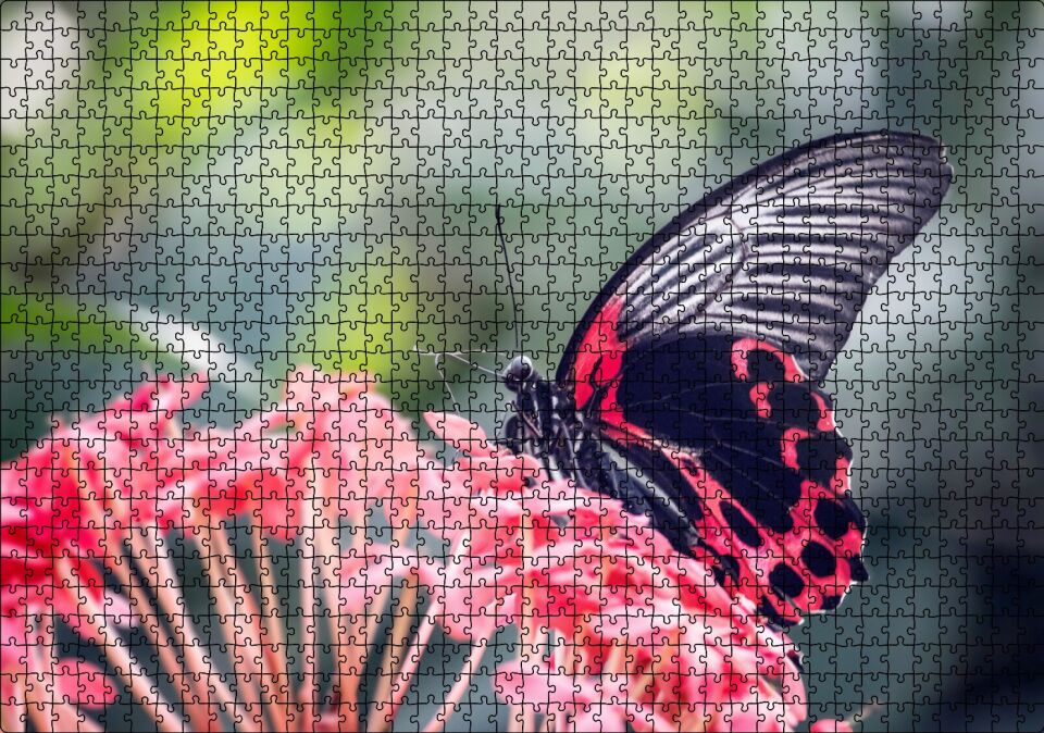 Pembe Çiçekler ve Siyah Kırmızı Kelebek Puzzle Yapboz MDF Ahşap 1000 Parça 49 cm X 68 cm