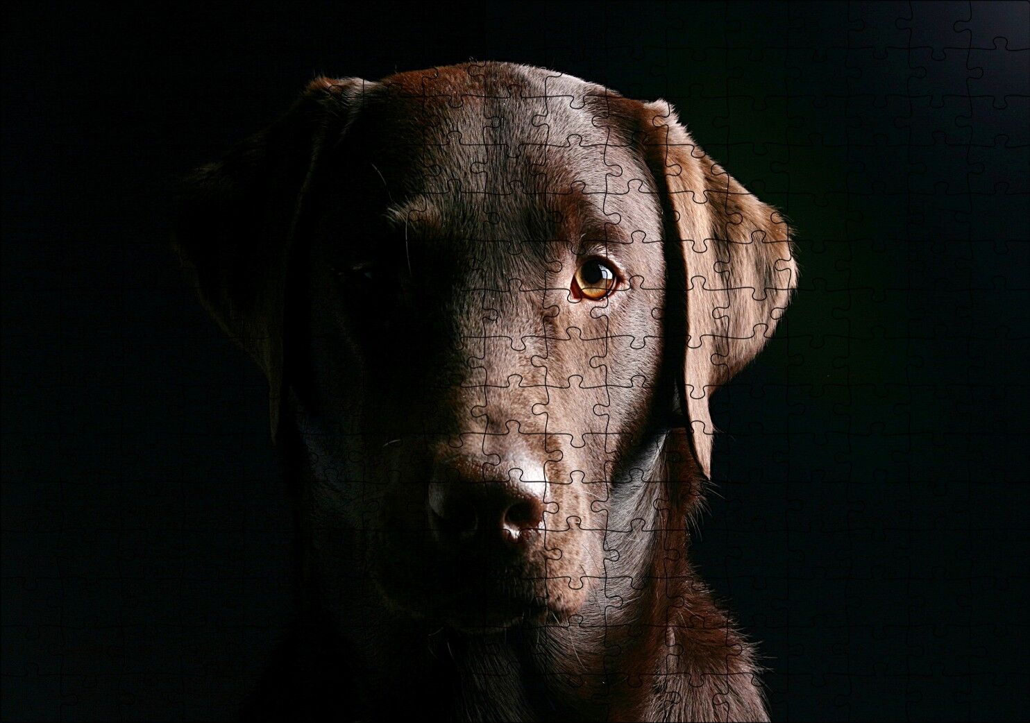 Av Köpeği Evcil Hayvanla Puzzle Yapboz MDF Ahşap 255 Parça 34 cm X 49 cm