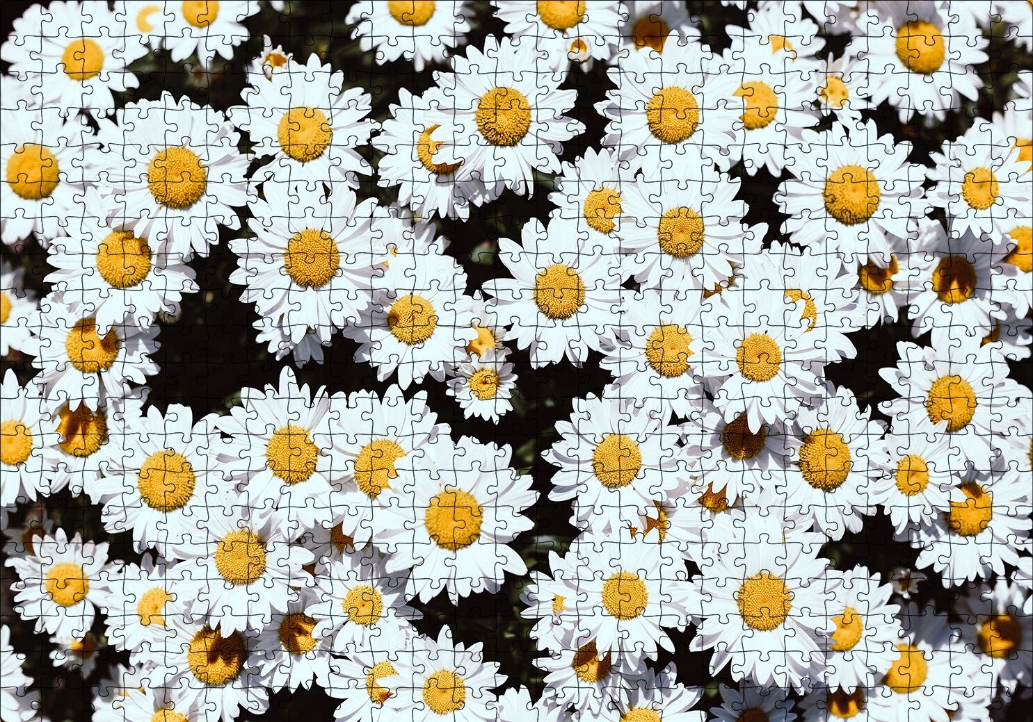 Bembeyaz Papatyalar Puzzle Yapboz MDF Ahşap 500 Parça 49 cm X 68 cm