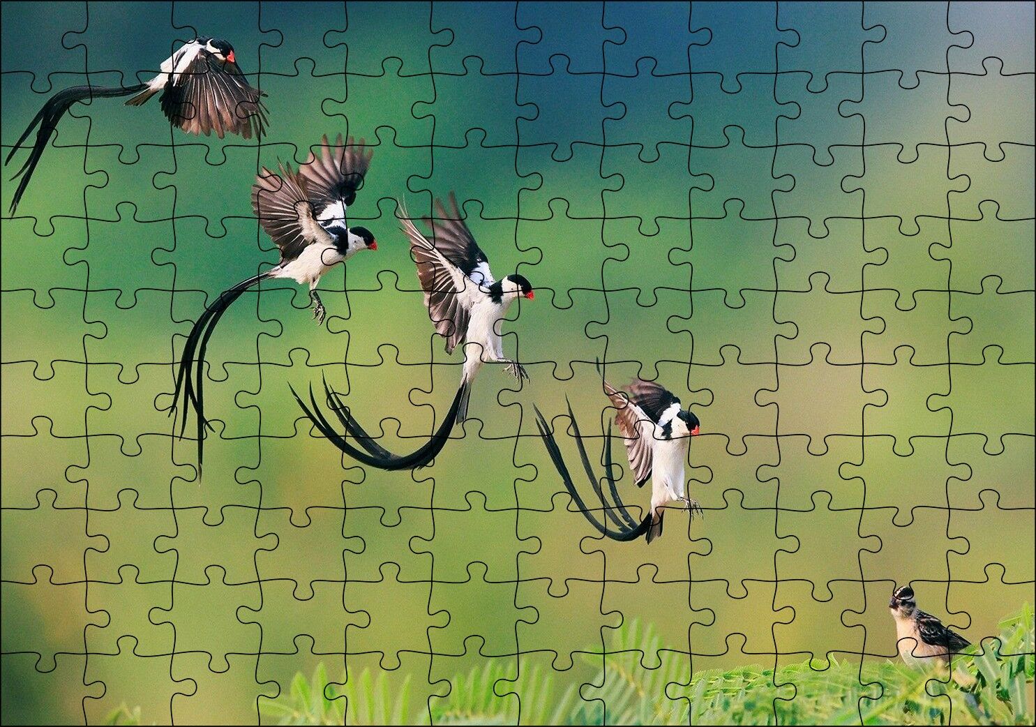 Zaman Atlamalı Fotoğrafçılık Kuş Görseli Puzzle Yapboz MDF Ahşap