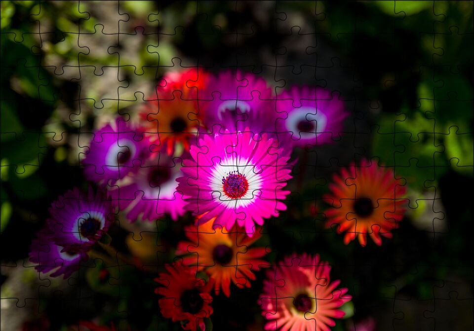 Afrika Papatyaları Puzzle Yapboz MDF Ahşap