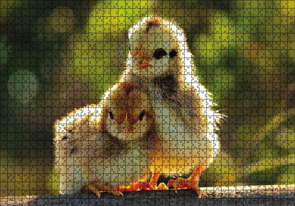 Sevimli Civcivler Puzzle Yapboz MDF Ahşap 1000 Parça 49 cm X 68 cm