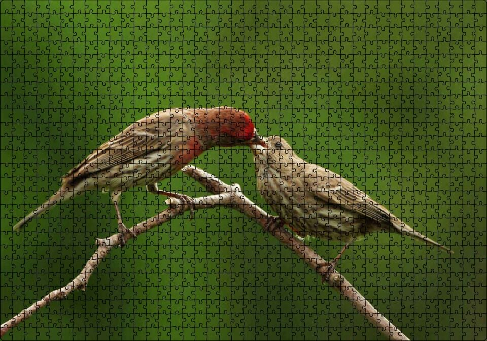 Dalda Dişisini Besleyen Saka Kuşu Puzzle Yapboz MDF Ahşap 1000 Parça 49 cm X 68 cm