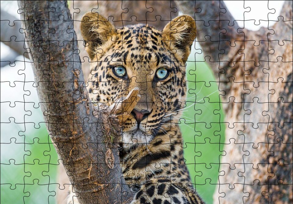 Ağaç Dallarında Genç Leopar Puzzle Yapboz MDF Ahşap