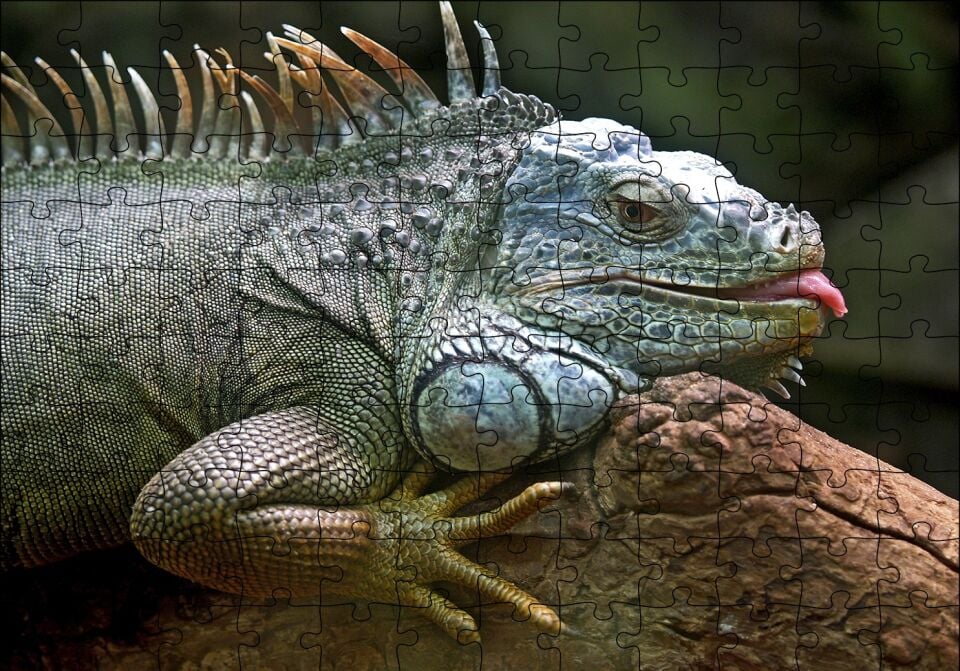 Dalın Üzerinde Dinlenen İguana Puzzle Yapboz MDF Ahşap 120 Parça 24 cm X 34 cm