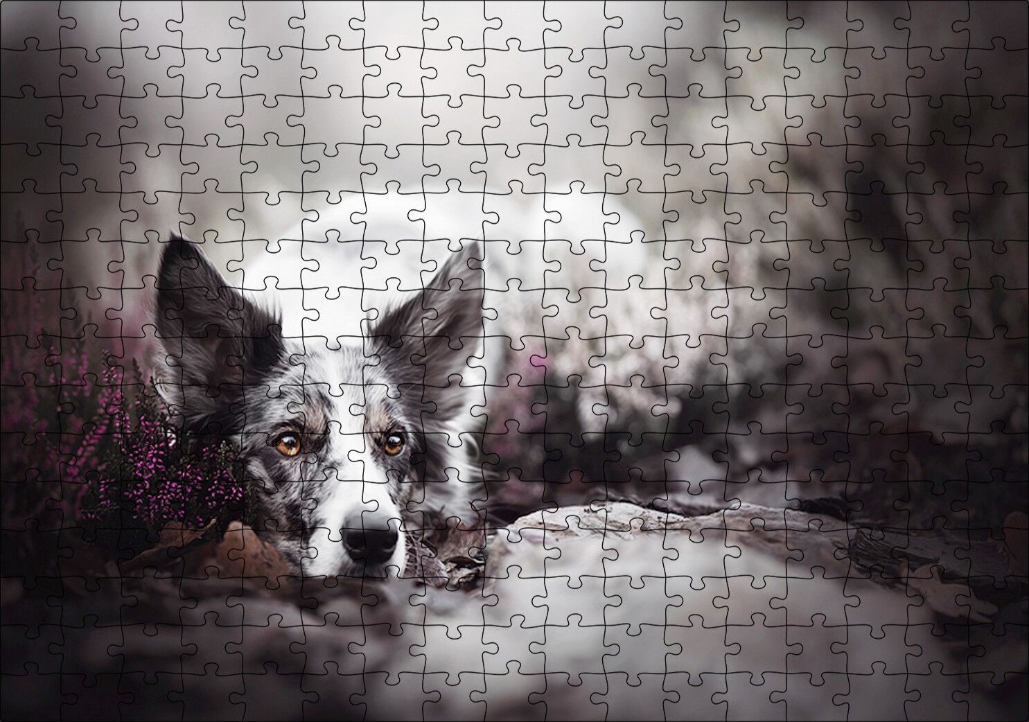 Siyah Beyaz İngliz Çoban Köpeği Puzzle Yapboz MDF Ahşap 255 Parça 34 cm X 49 cm
