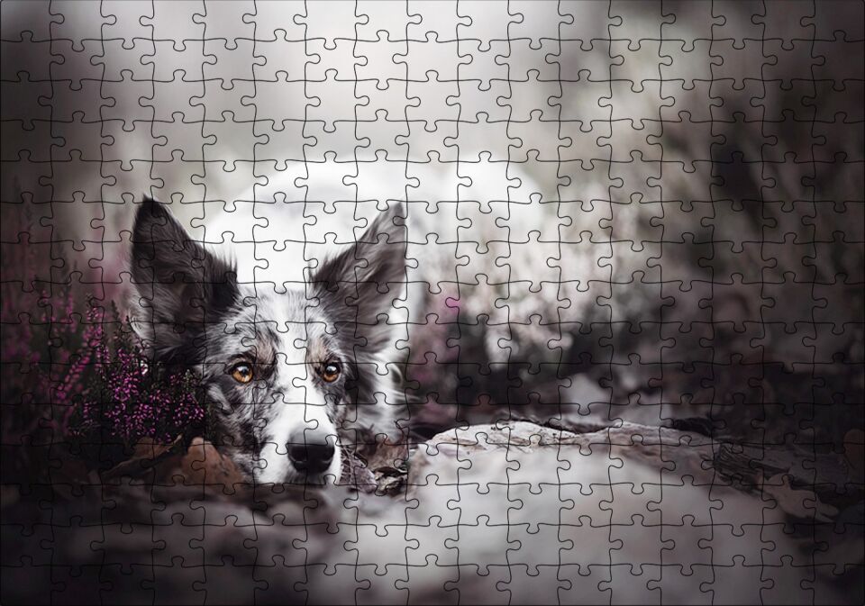 Siyah Beyaz İngliz Çoban Köpeği Puzzle Yapboz MDF Ahşap 255 Parça 34 cm X 49 cm