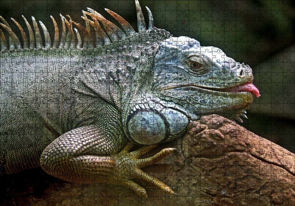 Dalın Üzerinde Dinlenen İguana Puzzle Yapboz MDF Ahşap 500 Parça 49 cm X 68 cm