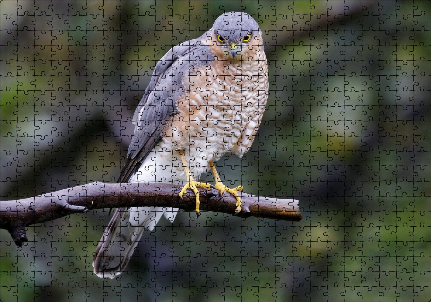 Dalda Etrafı Kolaçan Eden Doğan Puzzle Yapboz MDF Ahşap 500 Parça 49 cm X 68 cm