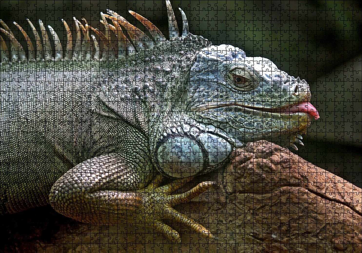 Dalın Üzerinde Dinlenen İguana Puzzle Yapboz MDF Ahşap 1000 Parça 49 cm X 68 cm