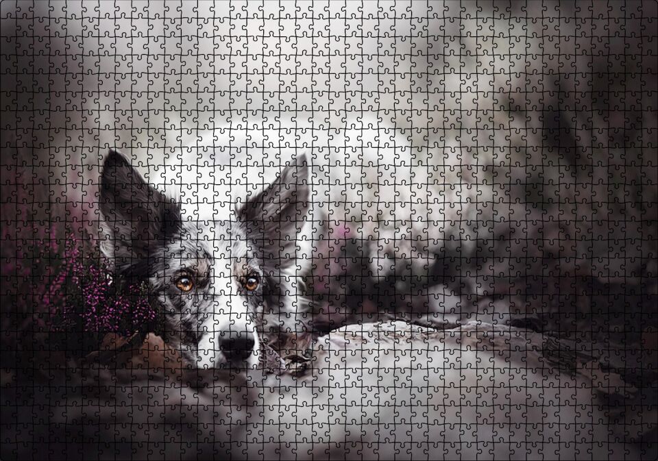 Siyah Beyaz İngliz Çoban Köpeği Puzzle Yapboz MDF Ahşap 1000 Parça 49 cm X 68 cm