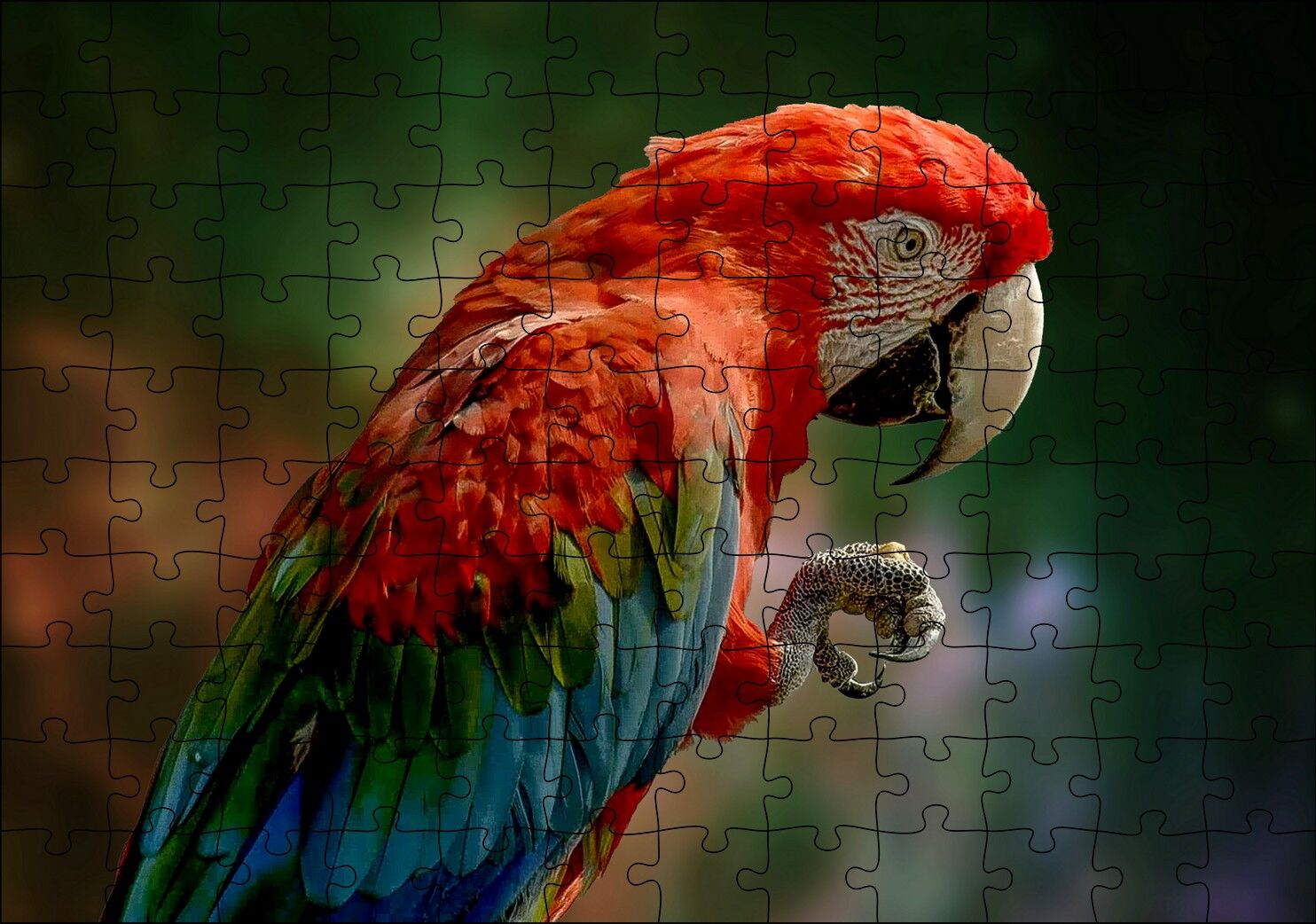 Kırmızı Mavi Papağan ve Pençesi Flu Arka Plan Puzzle Yapboz MDF Ahşap 120 Parça 24 cm X 34 cm