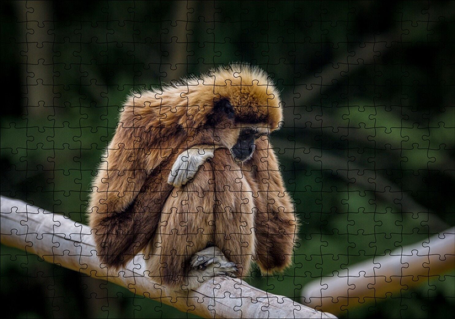 Bambu Üzerinde Dinlenen Gibbon Maymunu Puzzle Yapboz MDF Ahşap 255 Parça 34 cm X 49 cm