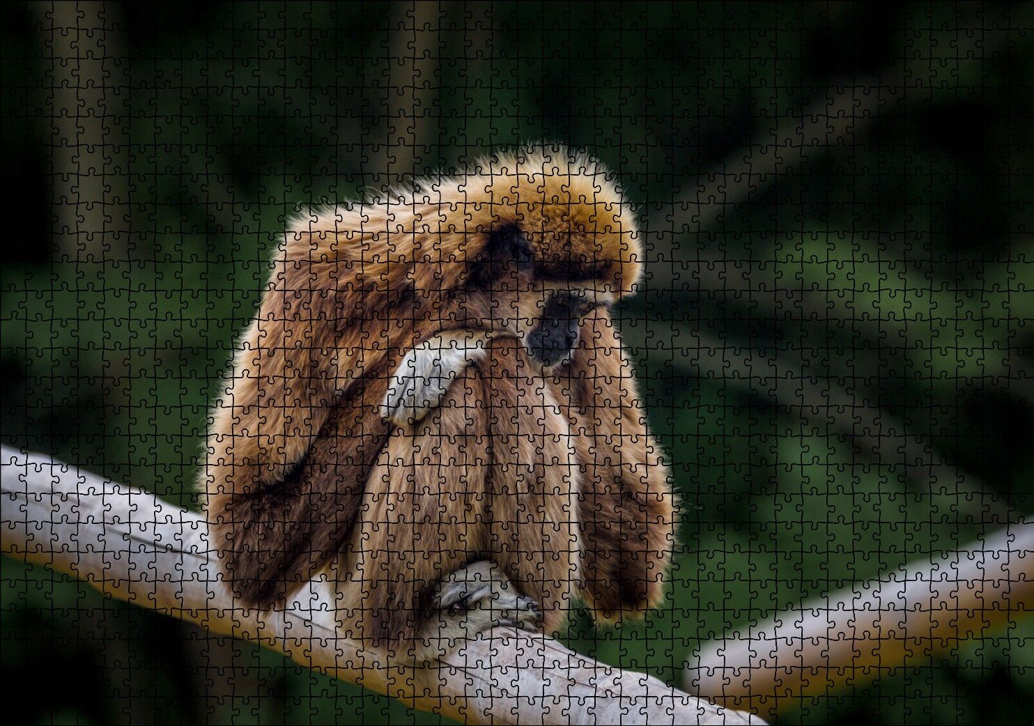 Bambu Üzerinde Dinlenen Gibbon Maymunu Puzzle Yapboz MDF Ahşap 1000 Parça 49 cm X 68 cm