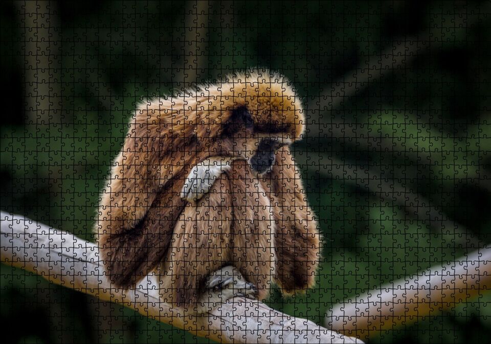 Bambu Üzerinde Dinlenen Gibbon Maymunu Puzzle Yapboz MDF Ahşap 1000 Parça 49 cm X 68 cm