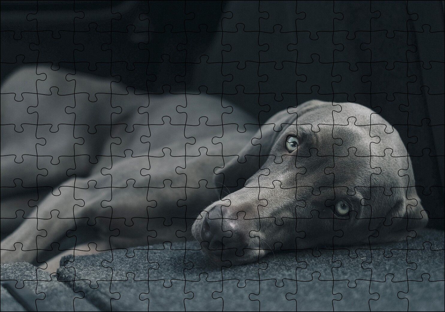 Siyah Doghound Siyah Zemin Karanlık Arka Plan Puzzle Yapboz MDF Ahşap 120 Parça 24 cm X 34 cm