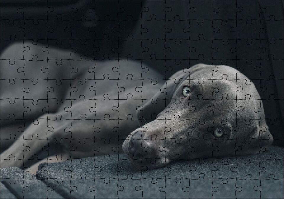 Siyah Doghound Siyah Zemin Karanlık Arka Plan Puzzle Yapboz MDF Ahşap 120 Parça 24 cm X 34 cm