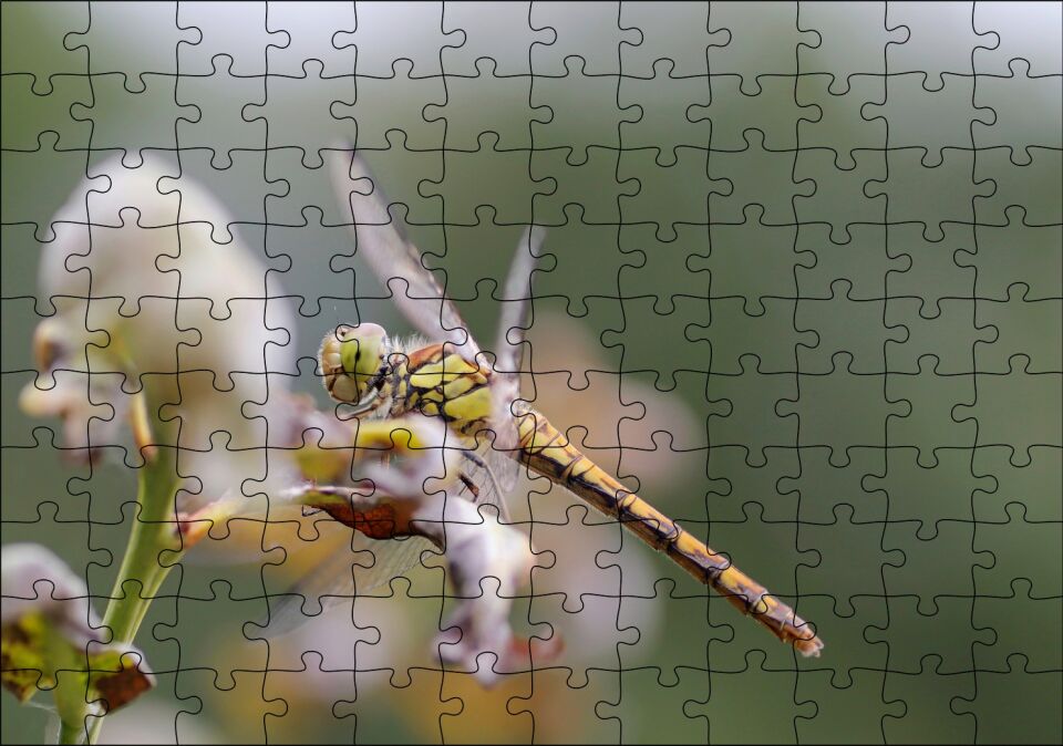 Daldaki Yusufçuk Yakın Çekim Puzzle Yapboz MDF Ahşap 120 Parça 24 cm X 34 cm
