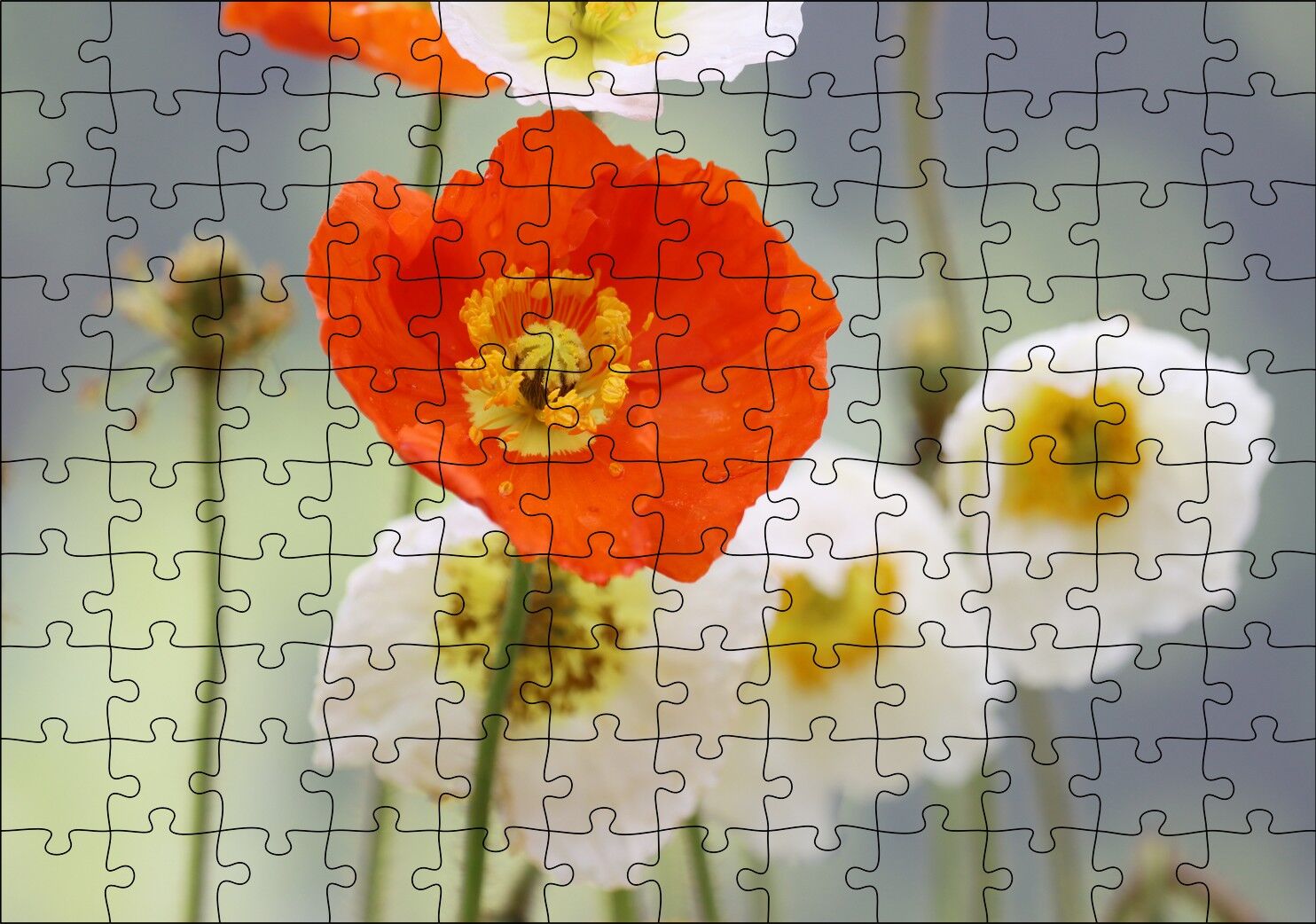 Kırmızı ve Beyaz Gelincikler Yakın Çekim Puzzle Yapboz MDF Ahşap 120 Parça 24 cm X 34 cm